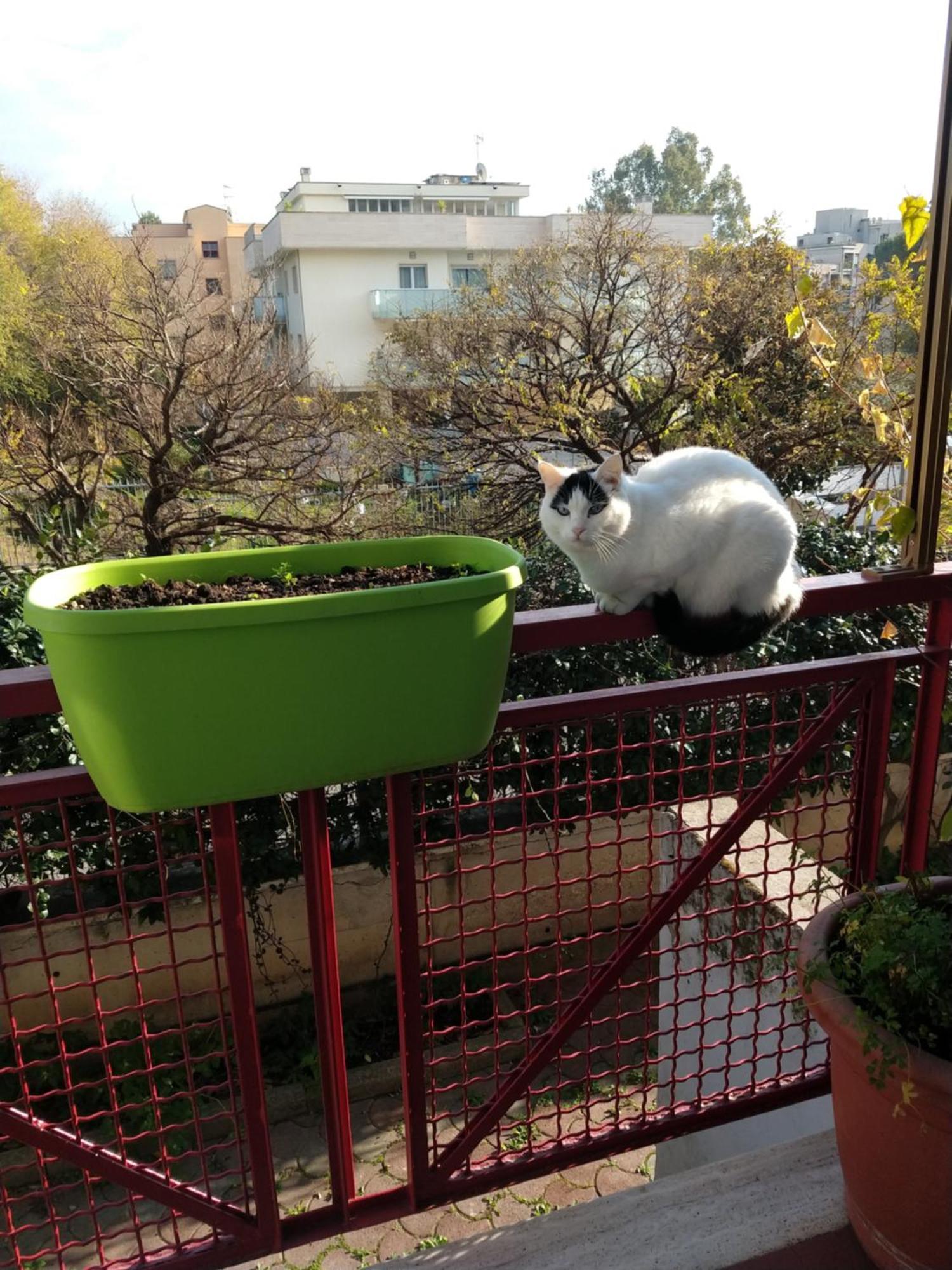 רומא Intero Appartamento Con Giardino E Parcheggio מראה חיצוני תמונה